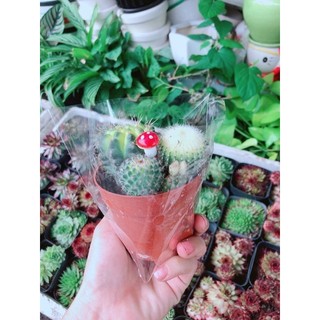 Bụi Xương Rồng