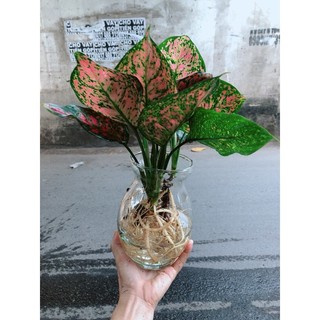 Chậu Cây Vạn Lộc Thuỷ Sinh