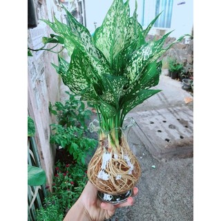 Chậu Cây Ngọc Ngân Thuỷ Sinh