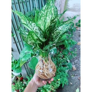 Chậu Cây Ngọc Ngân Thuỷ Sinh