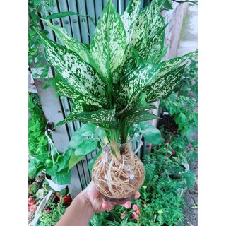 Chậu Cây Ngọc Ngân Thuỷ Sinh