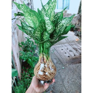 Chậu Cây Ngọc Ngân Thuỷ Sinh