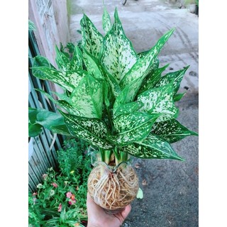 Chậu Cây Ngọc Ngân Thuỷ Sinh