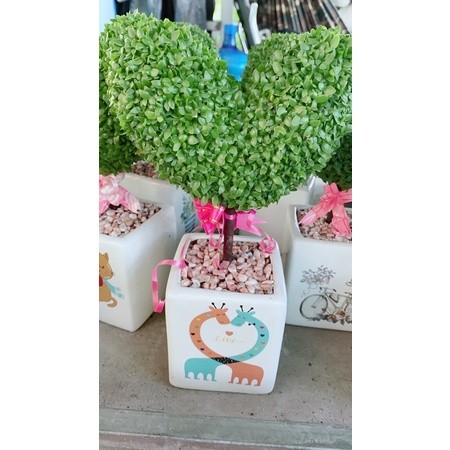 Chậu Cây May Mắn Tài Lộc