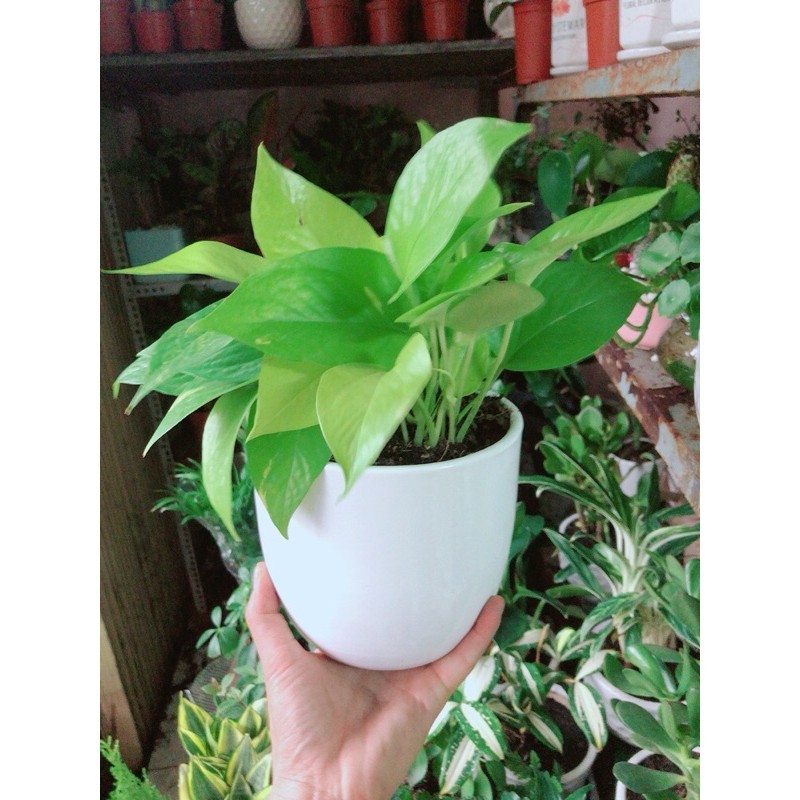 Chậu Cây Trầu Bà Thái