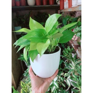 Chậu Cây Trầu Bà Thái