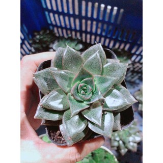 Sen Đá Nâu Kèm Chậu Sứ