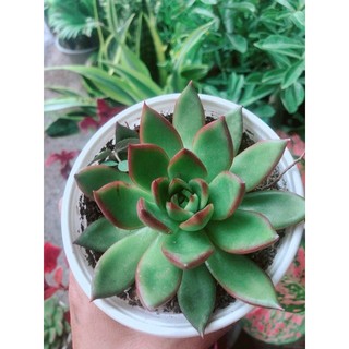Sen Đá Viền Đỏ