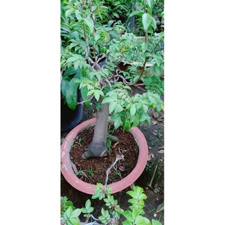 Chậu Khế Bonsai (khế chua)
