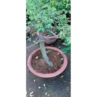 Chậu Khế Bonsai (khế chua)