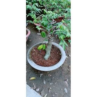 Chậu Khế Bonsai (khế chua)