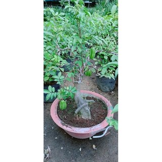 Chậu Khế Bonsai (khế chua)