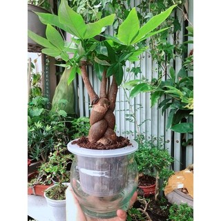Chậu Kim Ngân Thắt Bính Thuỷ Canh