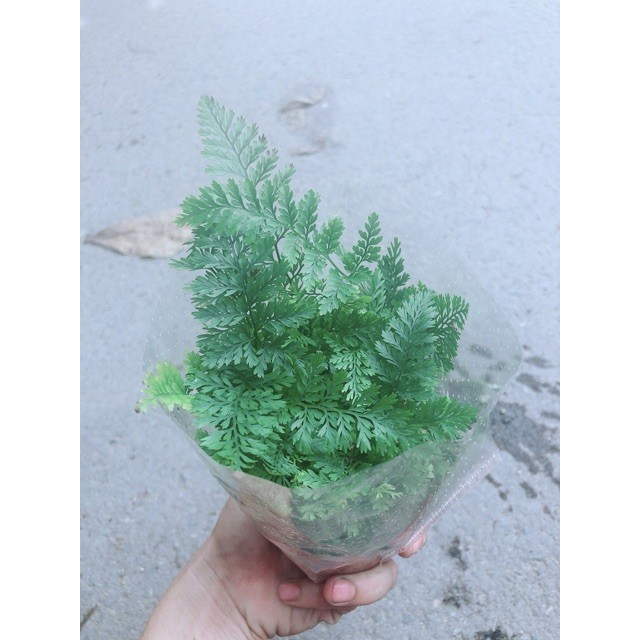 Cây Dương Sỉ Nhật
