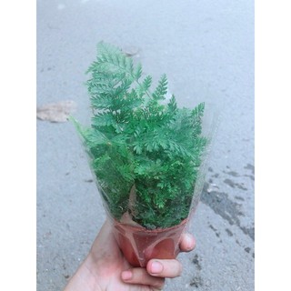 Cây Dương Sỉ Nhật