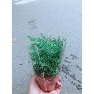 Cây Dương Sỉ Nhật