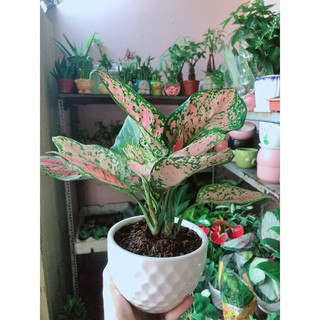 Chậu Cây Vạn Lộc