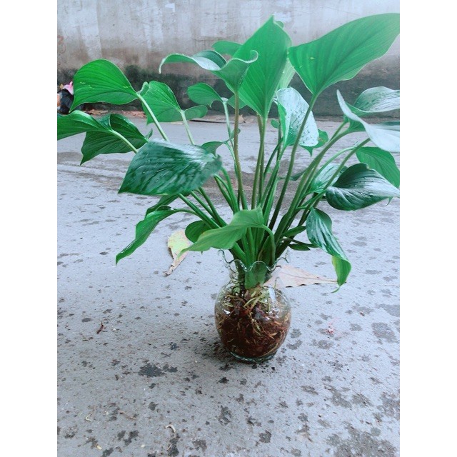 Chậu Thanh Tâm Thuỷ Sinh
