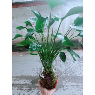 Chậu Thanh Tâm Thuỷ Sinh