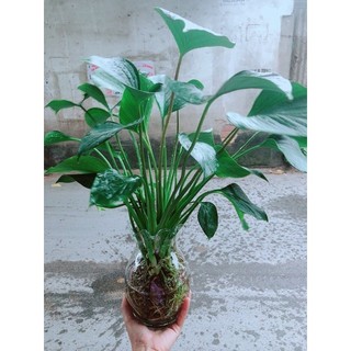 Chậu Thanh Tâm Thuỷ Sinh