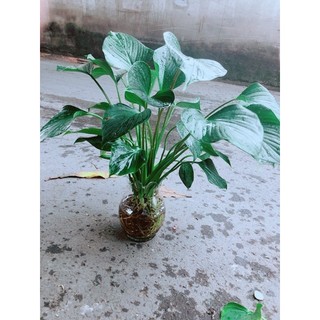 Chậu Thanh Tâm Thuỷ Sinh