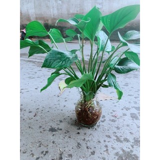 Chậu Thanh Tâm Thuỷ Sinh