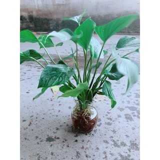 Chậu Thanh Tâm Thuỷ Sinh