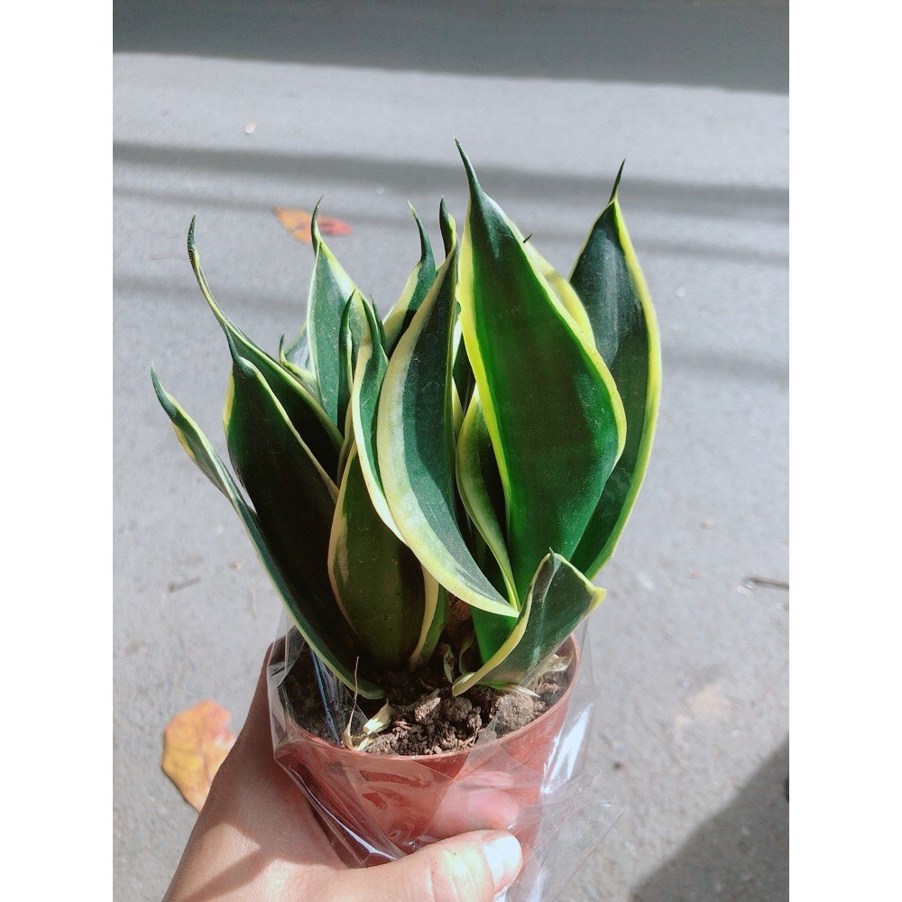 Lưỡi Hổ Thái Xanh