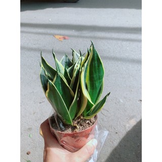 Lưỡi Hổ Thái Xanh