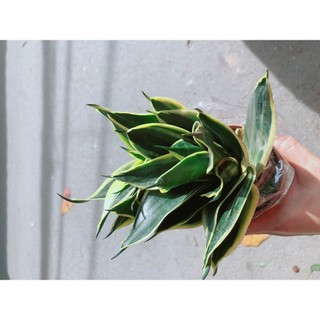 Lưỡi Hổ Thái Xanh