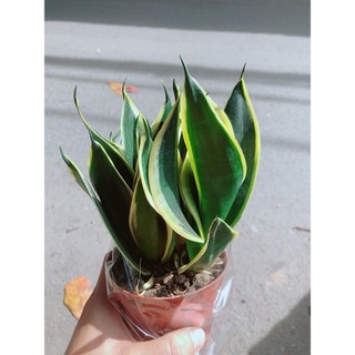 Lưỡi Hổ Thái Xanh