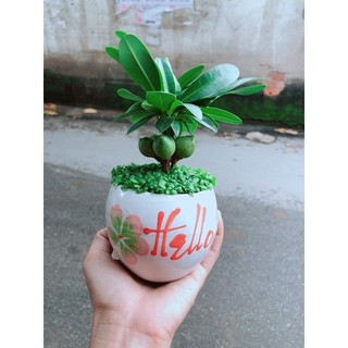 Chậu Cây May Mắn Tài Lộc Trắng