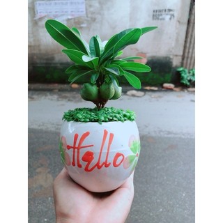 Chậu Cây May Mắn Tài Lộc Trắng