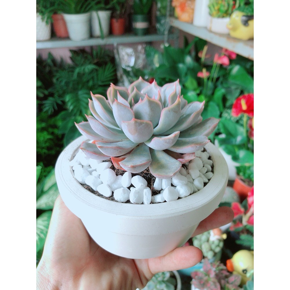 Chậu Sen Đá Tím Cánh Cứng