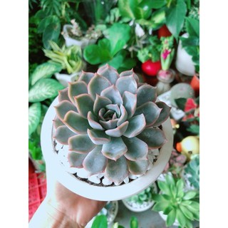 Chậu Sen Đá Tím Cánh Cứng
