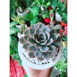 Chậu Sen Đá Tím Cánh Cứng