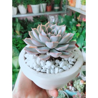 Chậu Sen Đá Tím Cánh Cứng