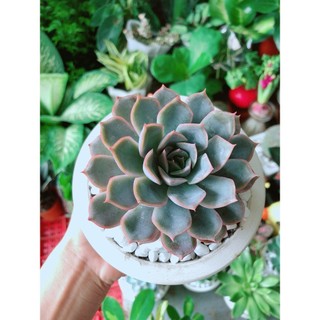 Chậu Sen Đá Tím Cánh Cứng