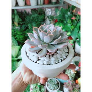 Chậu Sen Đá Tím Cánh Cứng