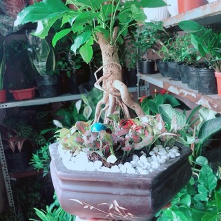 Chậu Cây Hạnh Phúc Bonsai (chậu gốm)