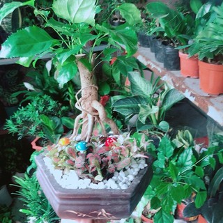 Chậu Cây Hạnh Phúc Bonsai (chậu gốm)