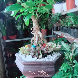 Chậu Cây Hạnh Phúc Bonsai (chậu gốm)