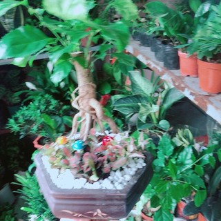 Chậu Cây Hạnh Phúc Bonsai (chậu gốm)