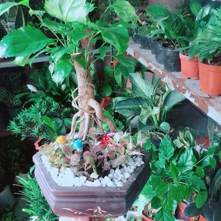 Chậu Cây Hạnh Phúc Bonsai (chậu gốm)