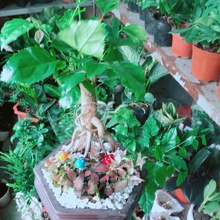 Chậu Cây Hạnh Phúc Bonsai (chậu gốm)