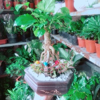 Chậu Cây Hạnh Phúc Bonsai (chậu gốm)