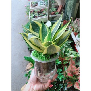 Chậu Lưỡi Hổ Thái Thủy Canh