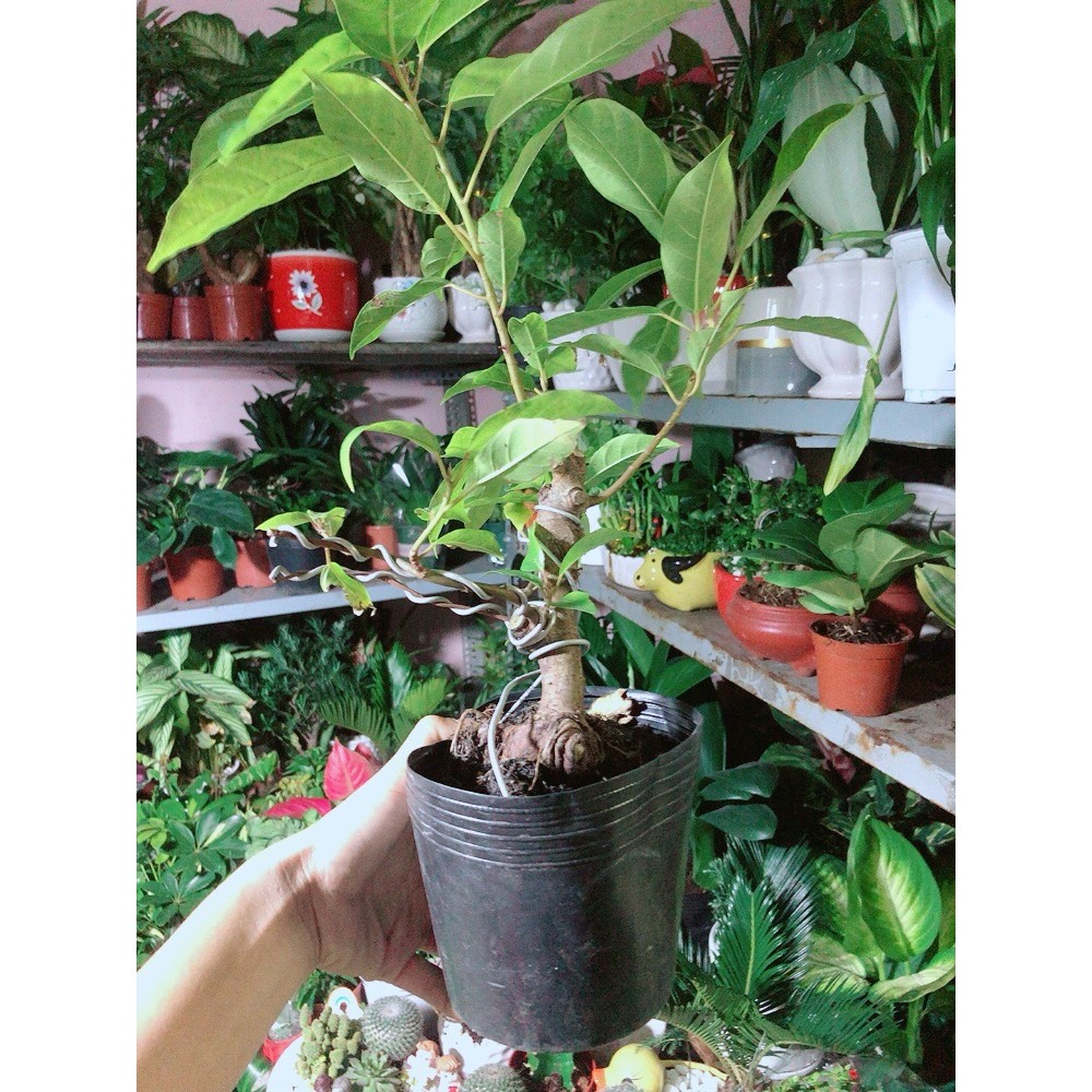Cây Sung Bonsai
