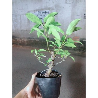 Cây Sung Bonsai