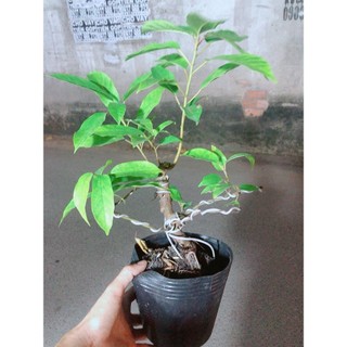 Cây Sung Bonsai